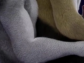 Gay bareback furry ride - isal 3d